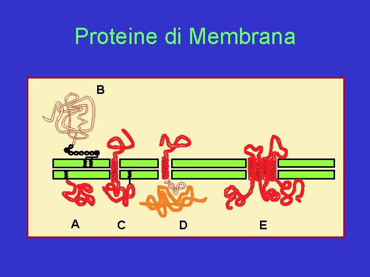 Proteine di Membrana B A C D E 