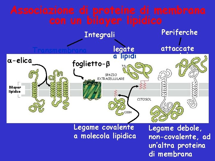 Associazione di proteine di membrana con un bilayer lipidico Periferche Integrali Transmembrana -elica foglietto-