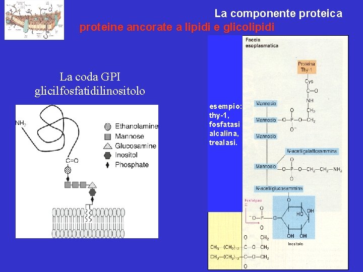 Le Membrane cellulari: La componente proteica proteine ancorate a lipidi e glicolipidi La coda