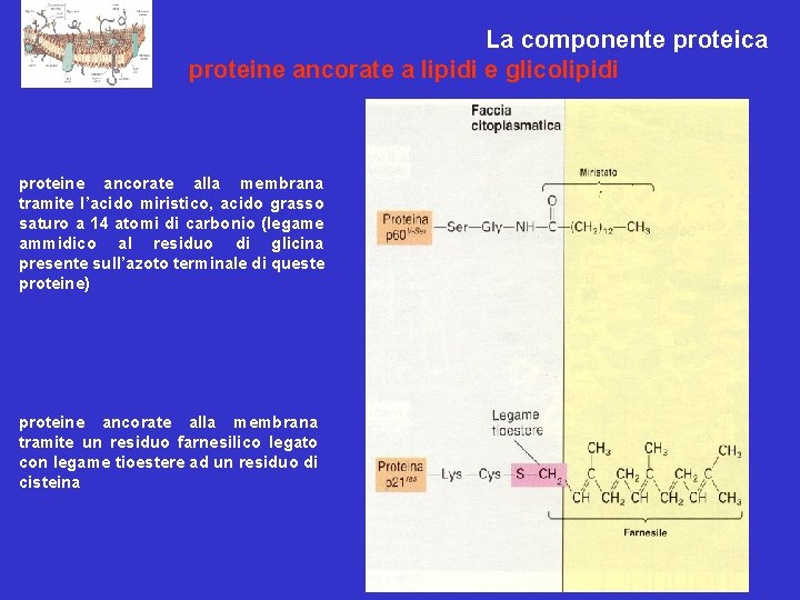 Le Membrane cellulari: La componente proteica proteine ancorate a lipidi e glicolipidi proteine ancorate