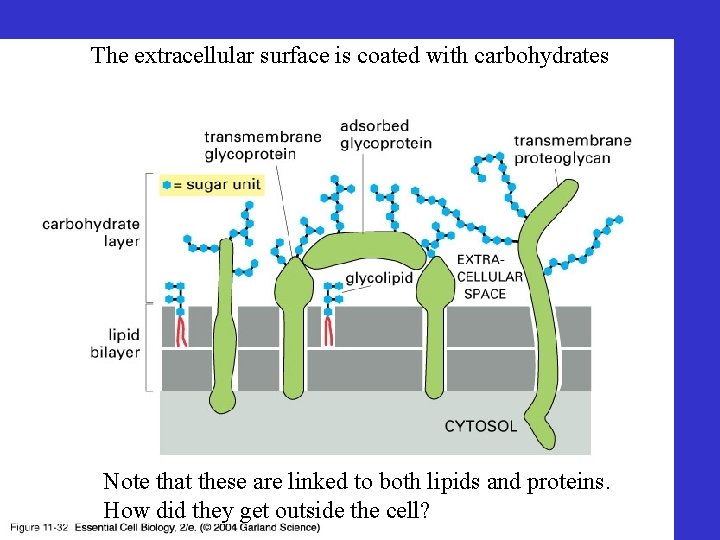 The extracellular surface is coated with carbohydrates Note that these are linked to both