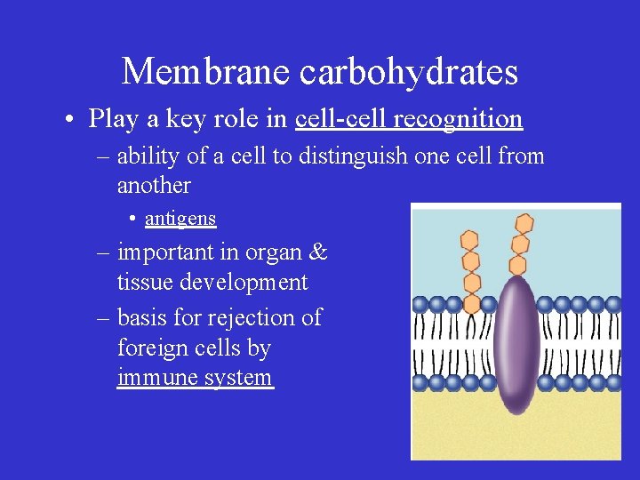 Membrane carbohydrates • Play a key role in cell-cell recognition – ability of a