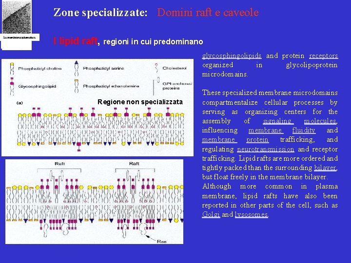 Zone specializzate: Domini raft e caveole La membrana plasmatica I lipid raft, regioni in