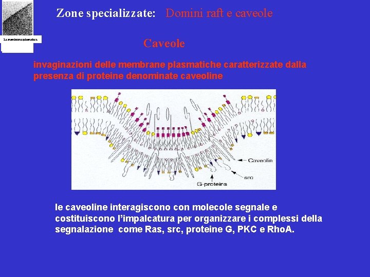 Zone specializzate: Domini raft e caveole La membrana plasmatica Caveole invaginazioni delle membrane plasmatiche