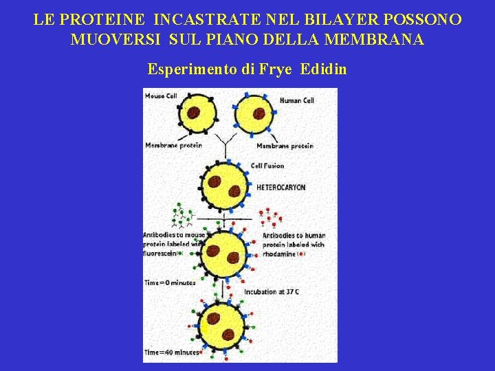 LE PROTEINE INCASTRATE NEL BILAYER POSSONO MUOVERSI SUL PIANO DELLA MEMBRANA Esperimento di Frye