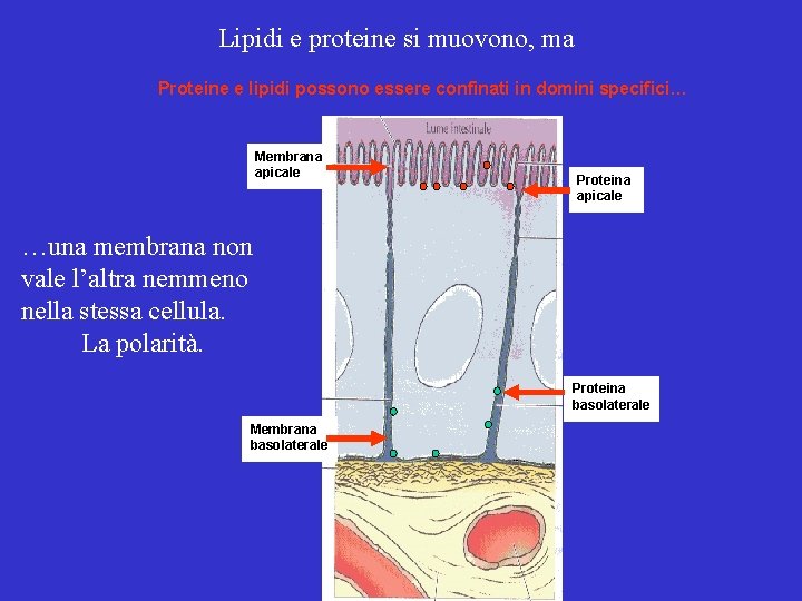 Lipidi e proteine si muovono, ma Proteine e lipidi possono essere confinati in domini