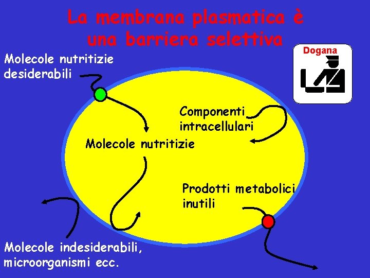 La membrana plasmatica è una barriera selettiva Dogana Molecole nutritizie desiderabili Componenti intracellulari Molecole