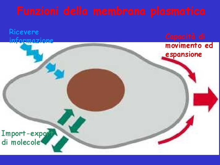 Funzioni della membrana plasmatica Ricevere informazione Import-export di molecole Capacità di movimento ed espansione