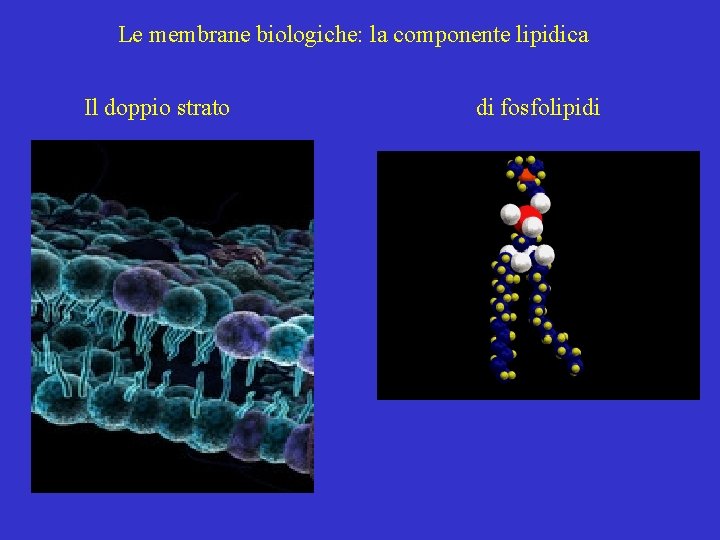 Le membrane biologiche: la componente lipidica Il doppio strato di fosfolipidi 