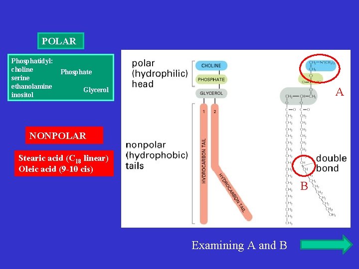 POLAR Phosphatidyl: choline serine ethanolamine inositol Phosphate A Glycerol NONPOLAR Stearic acid (C 18