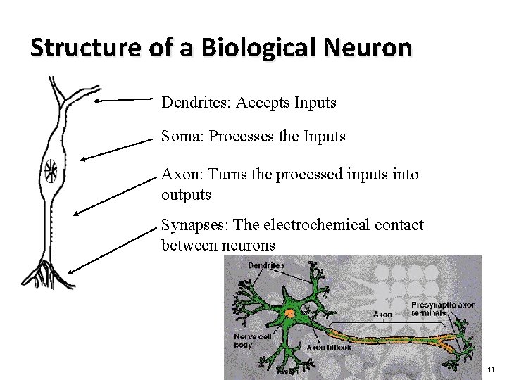Structure of a Biological Neuron Dendrites: Accepts Inputs Soma: Processes the Inputs Axon: Turns