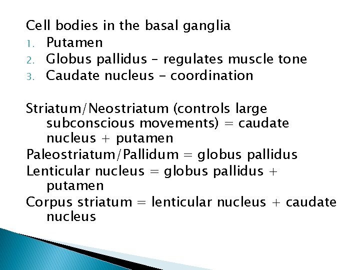 Cell bodies in the basal ganglia 1. Putamen 2. Globus pallidus – regulates muscle