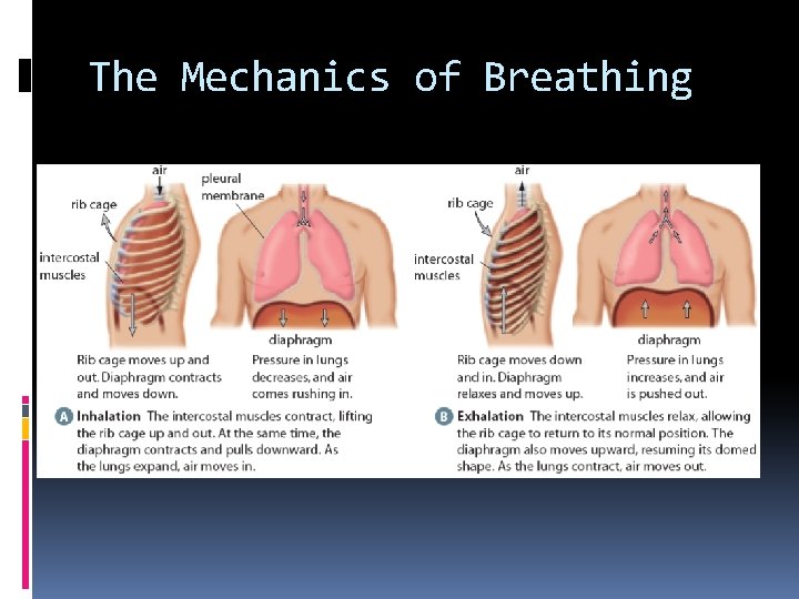 The Mechanics of Breathing 