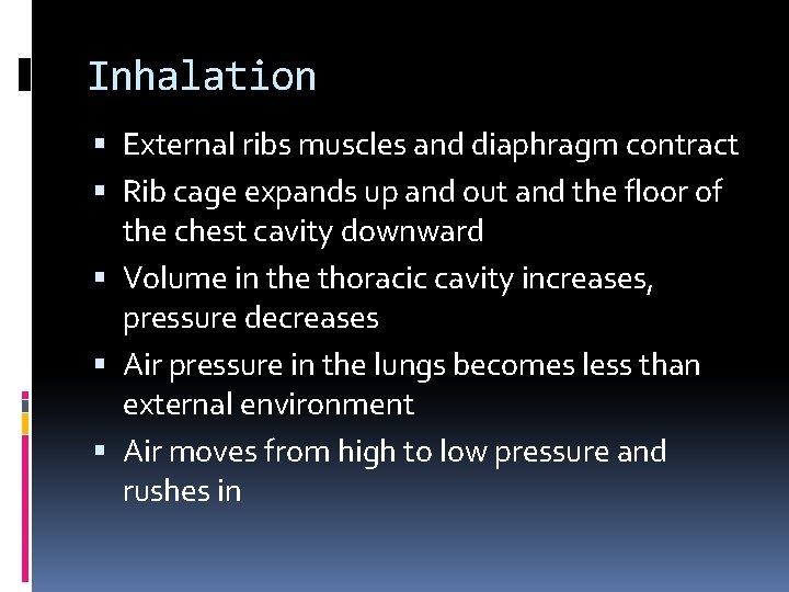Inhalation External ribs muscles and diaphragm contract Rib cage expands up and out and Inhalation External ribs muscles and diaphragm contract Rib cage expands up and out and