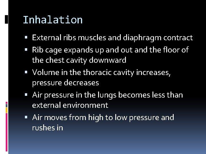 Inhalation External ribs muscles and diaphragm contract Rib cage expands up and out and