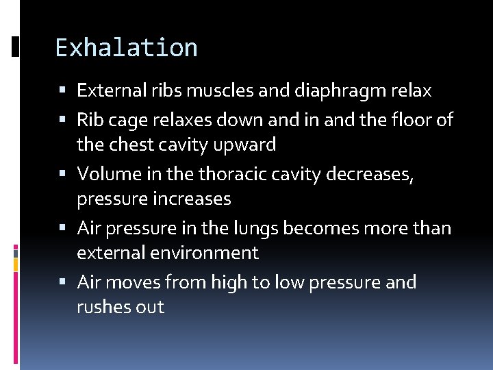 Exhalation External ribs muscles and diaphragm relax Rib cage relaxes down and in and