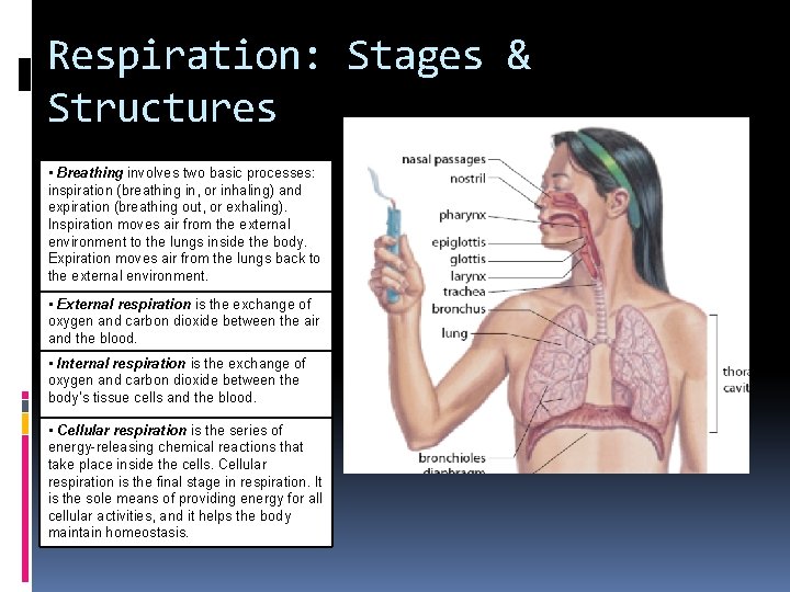 Respiration: Stages & Structures • Breathing involves two basic processes: inspiration (breathing in, or