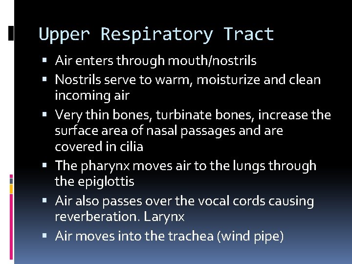 Upper Respiratory Tract Air enters through mouth/nostrils Nostrils serve to warm, moisturize and clean