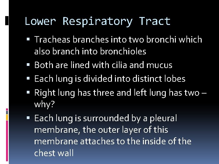 Lower Respiratory Tract Tracheas branches into two bronchi which also branch into bronchioles Both