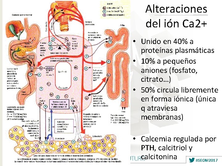 Alteraciones del ión Ca 2+ • Unido en 40% a proteínas plasmáticas • 10%