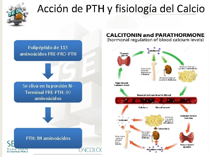 Acción de PTH y fisiología del Calcio Polipéptido de 115 aminoácidos PRE-PRO-PTH Se cliva