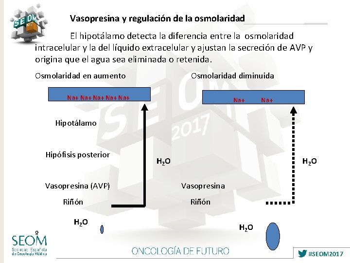 Vasopresina y regulación de la osmolaridad El hipotálamo detecta la diferencia entre la osmolaridad