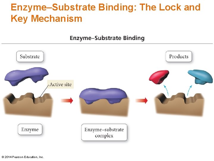 Enzyme–Substrate Binding: The Lock and Key Mechanism © 2014 Pearson Education, Inc. Enzyme–Substrate Binding: The Lock and Key Mechanism © 2014 Pearson Education, Inc.