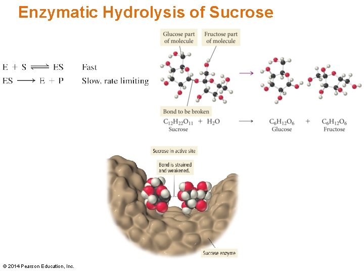 Enzymatic Hydrolysis of Sucrose © 2014 Pearson Education, Inc. Enzymatic Hydrolysis of Sucrose © 2014 Pearson Education, Inc.
