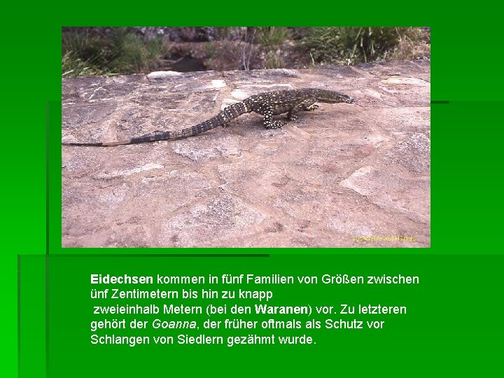 Eidechsen kommen in fünf Familien von Größen zwischen ünf Zentimetern bis hin zu knapp