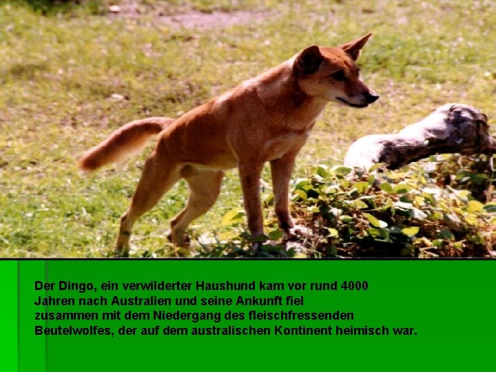 Der Dingo, ein verwilderter Haushund kam vor rund 4000 Jahren nach Australien und seine