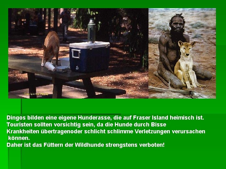 Dingos bilden eine eigene Hunderasse, die auf Fraser Island heimisch ist. Touristen sollten vorsichtig