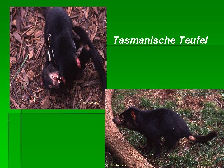 Tasmanische Teufel 