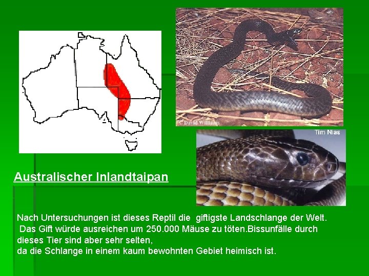 Australischer Inlandtaipan Nach Untersuchungen ist dieses Reptil die giftigste Landschlange der Welt. Das Gift