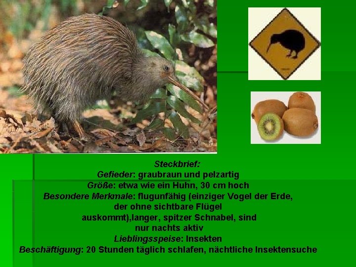 Steckbrief: Gefieder: graubraun und pelzartig Größe: etwa wie ein Huhn, 30 cm hoch Besondere