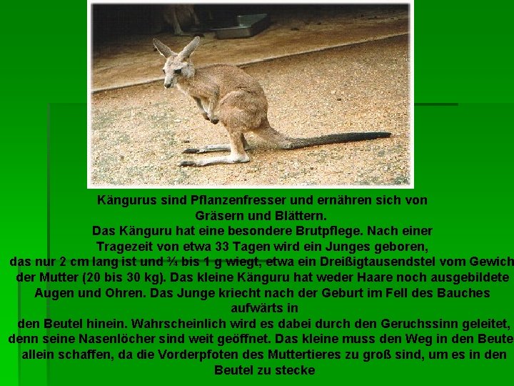 Kängurus sind Pflanzenfresser und ernähren sich von Gräsern und Blättern. Das Känguru hat eine