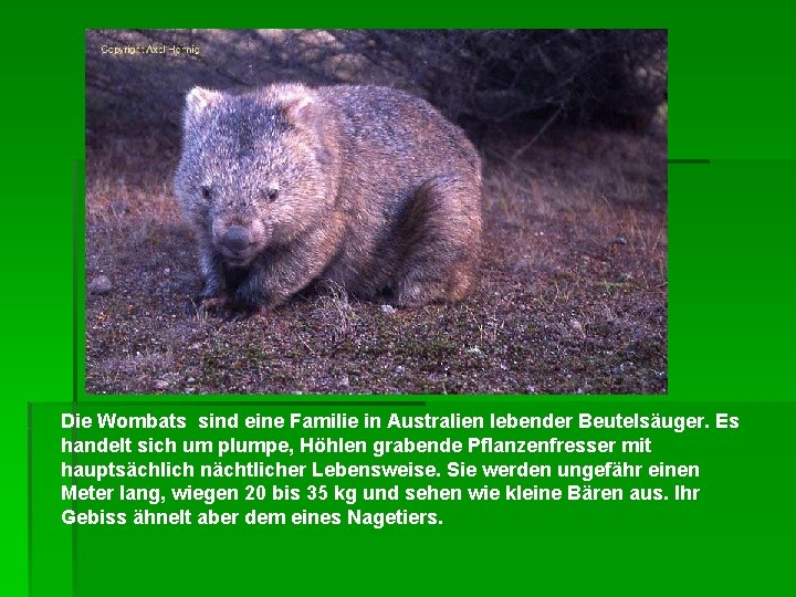 Die Wombats sind eine Familie in Australien lebender Beutelsäuger. Es handelt sich um plumpe,