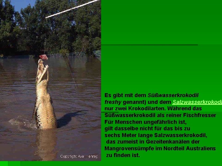 Es gibt mit dem Süßwasserkrokodil freshy genannt) und dem Salzwasserkrokodi nur zwei Krokodilarten. Während