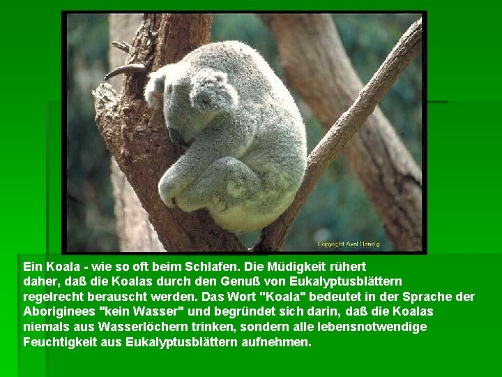 Ein Koala - wie so oft beim Schlafen. Die Müdigkeit rühert daher, daß die