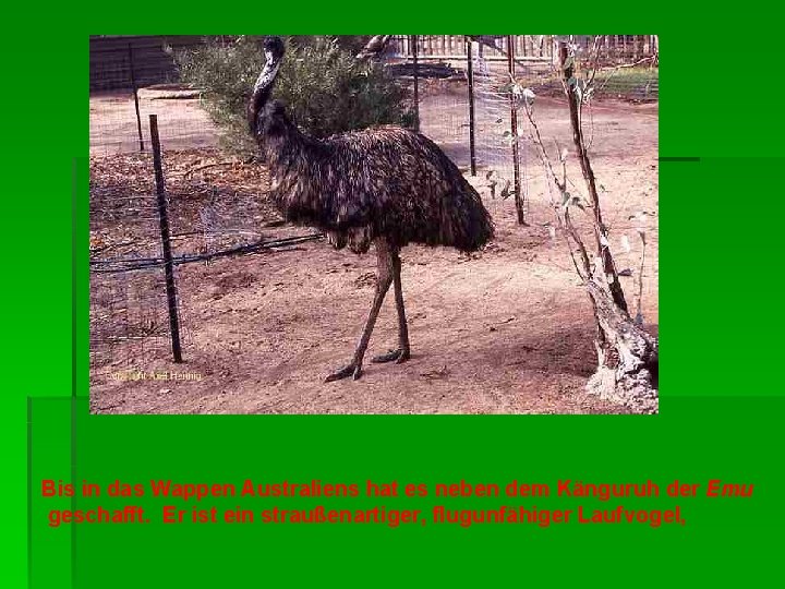 Bis in das Wappen Australiens hat es neben dem Känguruh der Emu geschafft. Er