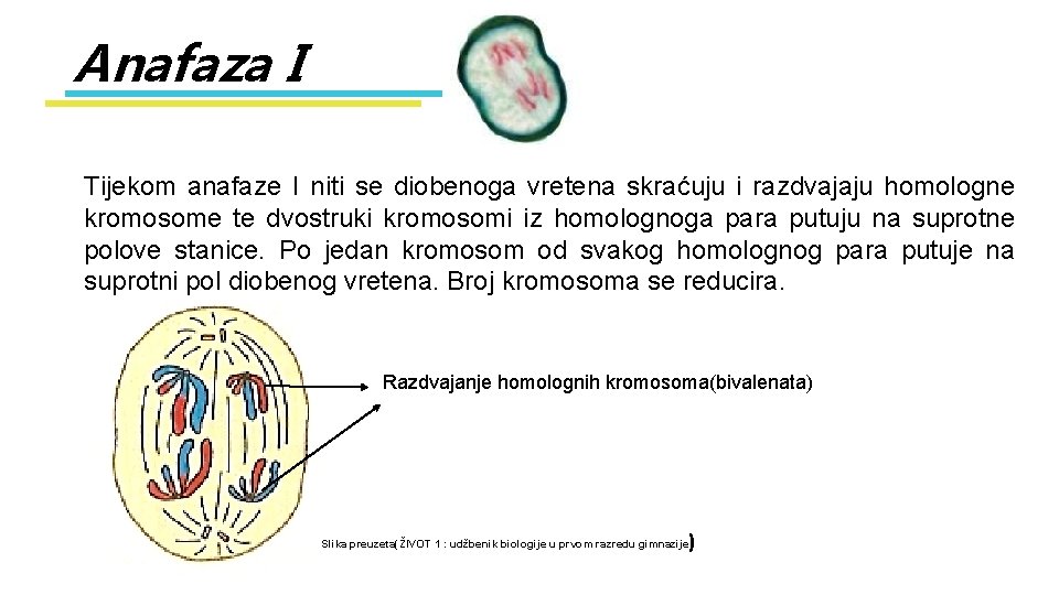 Homologne MEJOZA Nastavni predmet Opa i stanina biologija Razred