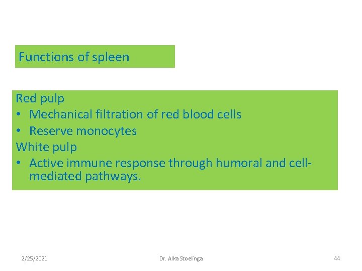 Functions of spleen Red pulp • Mechanical filtration of red blood cells • Reserve Functions of spleen Red pulp • Mechanical filtration of red blood cells • Reserve