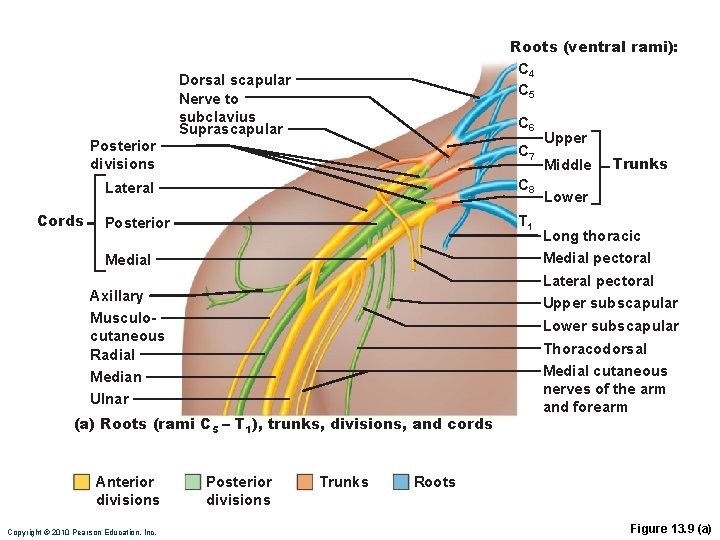 Posterior divisions Cords Roots (ventral rami): C 4 C 5 Dorsal scapular Nerve to