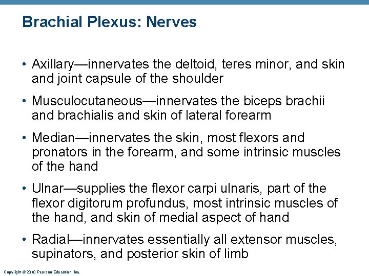 Brachial Plexus: Nerves • Axillary—innervates the deltoid, teres minor, and skin and joint capsule