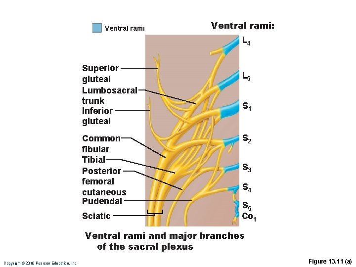 Ventral rami: L 4 Superior gluteal Lumbosacral trunk Inferior gluteal Common fibular Tibial Posterior