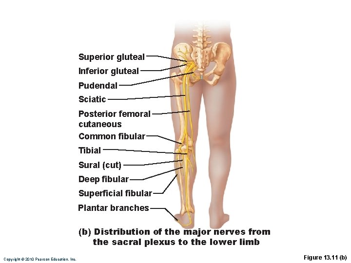 Superior gluteal Inferior gluteal Pudendal Sciatic Posterior femoral cutaneous Common fibular Tibial Sural (cut)