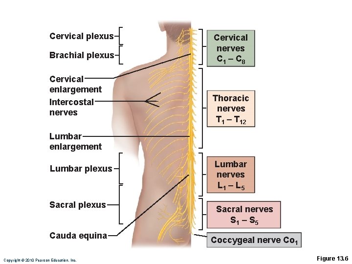 Cervical plexus Brachial plexus Cervical enlargement Intercostal nerves Cervical nerves C 1 – C