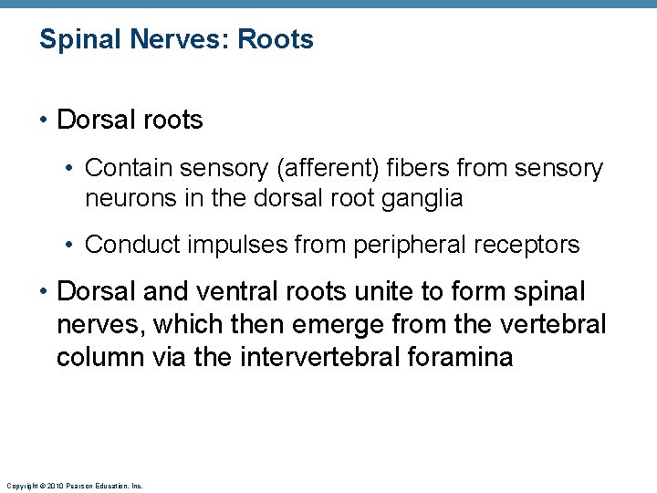 Spinal Nerves: Roots • Dorsal roots • Contain sensory (afferent) fibers from sensory neurons