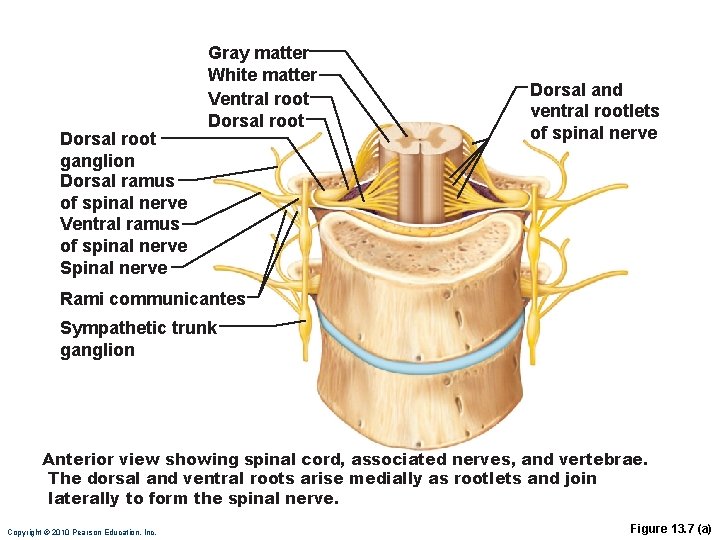 Dorsal root ganglion Dorsal ramus of spinal nerve Ventral ramus of spinal nerve Spinal