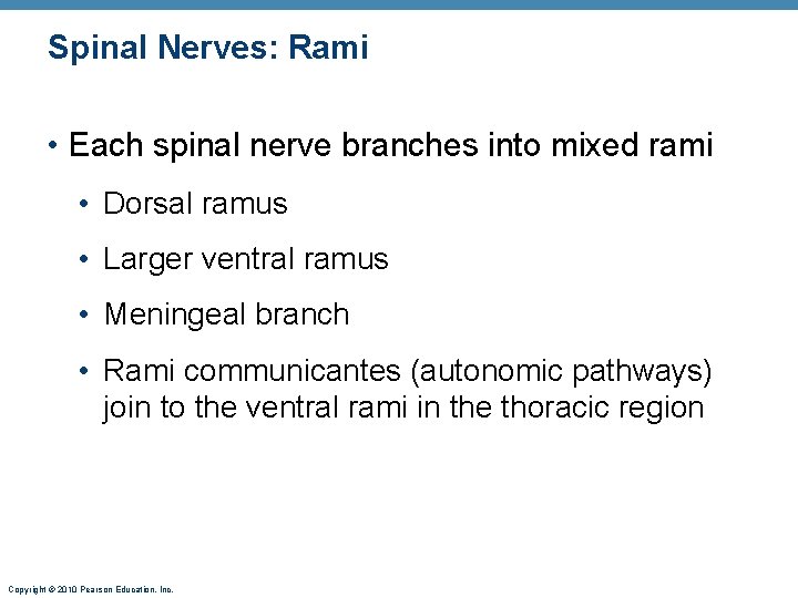 Spinal Nerves: Rami • Each spinal nerve branches into mixed rami • Dorsal ramus