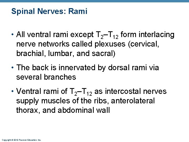Spinal Nerves: Rami • All ventral rami except T 2–T 12 form interlacing nerve